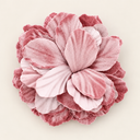 Blush Petal
